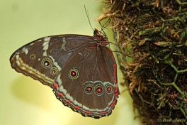 779.222- Helenor blauwe morphora - Morpho helenor