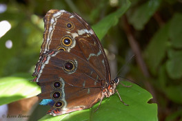 779.230- Helenor blauwe morphora - Morpho helenor