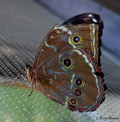 779.231- Helenor blauwe morphora - Morpho helenor