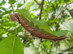 780.310- Peleides Blue Morpho - Morpho peleides