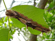 780.311- Peleides Blue Morpho - Morpho peleides