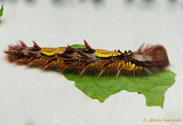 780.312- Peleides Blue Morpho - Morpho peleides