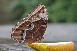 780.315-Peleides Blue Morpho - Morpho peleides