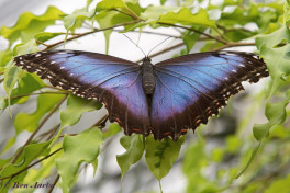 780.320-Peleides Blue Morpho - Morpho peleides