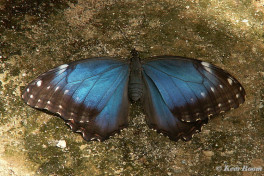 780.321-Peleides Blue Morpho - Morpho peleides