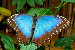 780.325-Peleides Blue Morpho - Morpho peleides