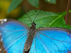 780.326-Peleides Blue Morpho - Morpho peleides