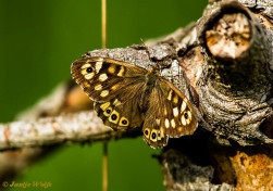 796.330- Bont zandoogje - Pararge aegeria