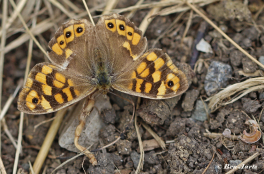 796.335-Bont-zandoogje-Pararge-aegeria