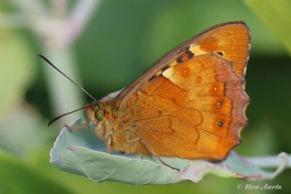 796.410-Madeira-Bont-zandoogje-Pararge-xiphia