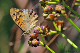 796.413-Madeira-Bont-zandoogje-Pararge-xiphia