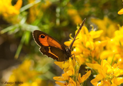 802.325- Spaans oranje zandoogje - Pyronia bathseba