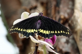 822.915-Gold-rim-swallowtail-Battus-polydamas