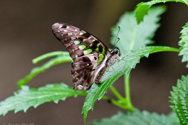 830.520A-Tailed-jay-Graphium-agamemnon