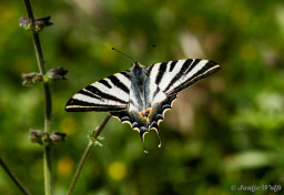 837.147-Spaanse-Koningspage-Iphiclides-feisthamelii