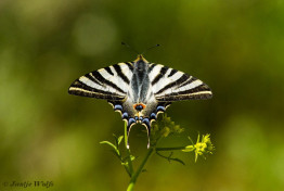 837.148-Spaanse-Koningspage-Iphiclides-feisthamelii
