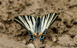 837.530- Koningspage-bl- Iphiclides podalirius