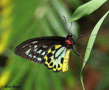 843.915-Cairns-birdwing-Ornithoptera-euphorion
