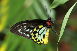 843.915-Cairns-birdwing-Ornithoptera-euphorion