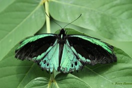 843.935-Cairns-birdwing-Ornithoptera-euphorion