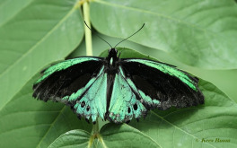 843.935-Cairns-birdwing-Ornithoptera-euphorion
