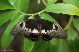 850.715-Orchard swallowtai - Papilio aegeus.
