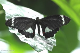 850.716-Orchard swallowtail - Papilio aegeus.