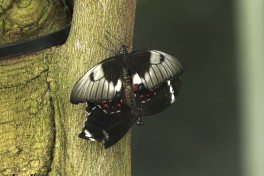 850.720-Orchard swallowtail - Papilio aegeus.