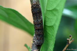 852.708A-Ruby-spotted-swallowtai-Papilio-anchisiades