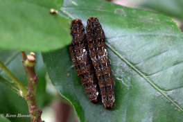 852.708B-Ruby-spotted-swallowtai-Papilio-anchisiades