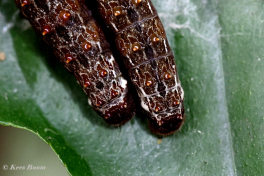 852.708C-Ruby-spotted-swallowtai-Papilio-anchisiades