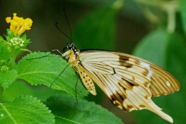 856.315-African swallowtail - Papilio dardanus