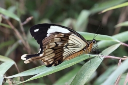 856.316-African-swallowtail-Papilio-dardanus
