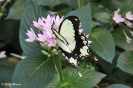 856.321A-African-swallowtail-Papilio-dardanus
