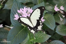 856.321B-African-swallowtail-Papilio-dardanus