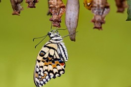 857.520-Limoenvlinder - Papilio demoleus