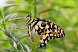 857.521-Limoenvlinder - Papilio demoleus