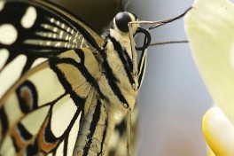 857.522-Limoenvlinder - Papilio demoleus