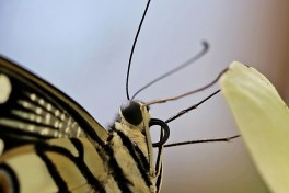 857.523-Limoenvlinder - Papilio demoleus