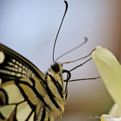 857.523-Limoenvlinder - Papilio demoleus