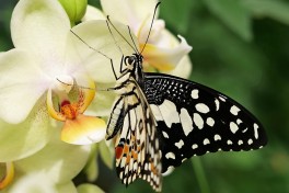 857.524-Limoenvlinder - Papilio demoleus