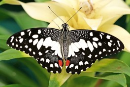 857.525-Limoenvlinder - Papilio demoleus