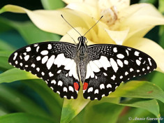 857.525-Limoenvlinder - Papilio demoleus