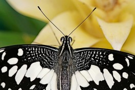 857.526-Limoenvlinder - Papilio demoleus