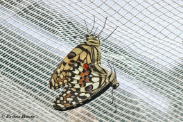 857.535-Limoenvlinder-Papilio-demoleus