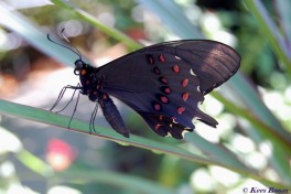 857.715- Erostratus swallowtail - Papilio erostratus
