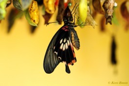 861.917- Great yellow mormon - Papilio lowi
