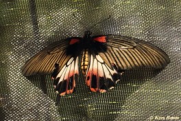 861.918- Great yellow mormon - Papilio lowi