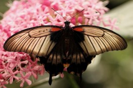 861.922- Great yellow mormon - Papilio lowi