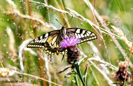 862.733A-Koninginnenpage-Papilio-machaon